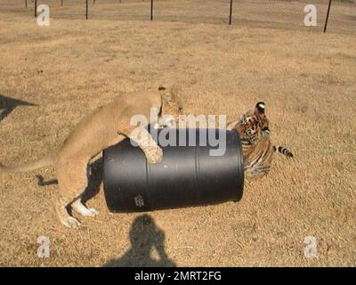 Hast du je von einem Löwen-Tiger und einem Bären gehört, die in perfekter Harmonie zusammenleben? Im Jahr 2001 wurden ein Baby-Schwarzbärchen, Baloo, ein Löwenjunges, Leo und ein Tigerjunges, Shere Khan nur zwei Monate alt, als sie in Noah's Ark Animal Rehabilitation Center in Locust Grove, Georgia, lebten. Die Tiere wurden während einer Drogenrazzia gerettet, sie wurden von den Drogenbaronen als Statussymbol gehalten und seitdem zusammen aufgezogen. „Wir hätten sie trennen können, aber da sie als eine Art Familie kamen, beschloss der Zoo, sie zusammenzuhalten“, sagte Diane Smith, Assistant Director der Noah's Ark zo Stockfoto