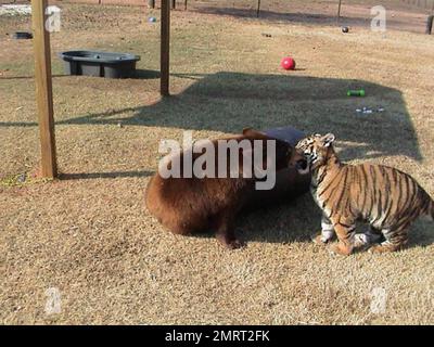 Hast du je von einem Löwen-Tiger und einem Bären gehört, die in perfekter Harmonie zusammenleben? Im Jahr 2001 wurden ein Baby-Schwarzbärchen, Baloo, ein Löwenjunges, Leo und ein Tigerjunges, Shere Khan nur zwei Monate alt, als sie in Noah's Ark Animal Rehabilitation Center in Locust Grove, Georgia, lebten. Die Tiere wurden während einer Drogenrazzia gerettet, sie wurden von den Drogenbaronen als Statussymbol gehalten und seitdem zusammen aufgezogen. „Wir hätten sie trennen können, aber da sie als eine Art Familie kamen, beschloss der Zoo, sie zusammenzuhalten“, sagte Diane Smith, Assistant Director der Noah's Ark zo Stockfoto