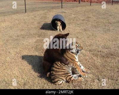 Hast du je von einem Löwen-Tiger und einem Bären gehört, die in perfekter Harmonie zusammenleben? Im Jahr 2001 wurden ein Baby-Schwarzbärchen, Baloo, ein Löwenjunges, Leo und ein Tigerjunges, Shere Khan nur zwei Monate alt, als sie in Noah's Ark Animal Rehabilitation Center in Locust Grove, Georgia, lebten. Die Tiere wurden während einer Drogenrazzia gerettet, sie wurden von den Drogenbaronen als Statussymbol gehalten und seitdem zusammen aufgezogen. „Wir hätten sie trennen können, aber da sie als eine Art Familie kamen, beschloss der Zoo, sie zusammenzuhalten“, sagte Diane Smith, Assistant Director der Noah's Ark zo Stockfoto