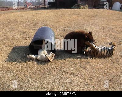 Hast du je von einem Löwen-Tiger und einem Bären gehört, die in perfekter Harmonie zusammenleben? Im Jahr 2001 wurden ein Baby-Schwarzbärchen, Baloo, ein Löwenjunges, Leo und ein Tigerjunges, Shere Khan nur zwei Monate alt, als sie in Noah's Ark Animal Rehabilitation Center in Locust Grove, Georgia, lebten. Die Tiere wurden während einer Drogenrazzia gerettet, sie wurden von den Drogenbaronen als Statussymbol gehalten und seitdem zusammen aufgezogen. „Wir hätten sie trennen können, aber da sie als eine Art Familie kamen, beschloss der Zoo, sie zusammenzuhalten“, sagte Diane Smith, Assistant Director der Noah's Ark zo Stockfoto