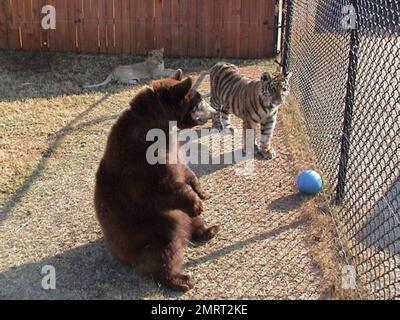 Hast du je von einem Löwen-Tiger und einem Bären gehört, die in perfekter Harmonie zusammenleben? Im Jahr 2001 wurden ein Baby-Schwarzbärchen, Baloo, ein Löwenjunges, Leo und ein Tigerjunges, Shere Khan nur zwei Monate alt, als sie in Noah's Ark Animal Rehabilitation Center in Locust Grove, Georgia, lebten. Die Tiere wurden während einer Drogenrazzia gerettet, sie wurden von den Drogenbaronen als Statussymbol gehalten und seitdem zusammen aufgezogen. „Wir hätten sie trennen können, aber da sie als eine Art Familie kamen, beschloss der Zoo, sie zusammenzuhalten“, sagte Diane Smith, Assistant Director der Noah's Ark zo Stockfoto