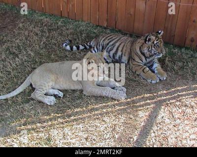 Hast du je von einem Löwen-Tiger und einem Bären gehört, die in perfekter Harmonie zusammenleben? Im Jahr 2001 wurden ein Baby-Schwarzbärchen, Baloo, ein Löwenjunges, Leo und ein Tigerjunges, Shere Khan nur zwei Monate alt, als sie in Noah's Ark Animal Rehabilitation Center in Locust Grove, Georgia, lebten. Die Tiere wurden während einer Drogenrazzia gerettet, sie wurden von den Drogenbaronen als Statussymbol gehalten und seitdem zusammen aufgezogen. „Wir hätten sie trennen können, aber da sie als eine Art Familie kamen, beschloss der Zoo, sie zusammenzuhalten“, sagte Diane Smith, Assistant Director der Noah's Ark zo Stockfoto