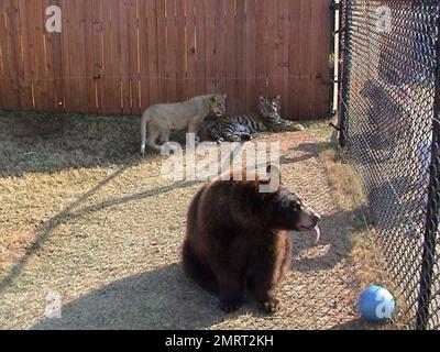 Hast du je von einem Löwen-Tiger und einem Bären gehört, die in perfekter Harmonie zusammenleben? Im Jahr 2001 wurden ein Baby-Schwarzbärchen, Baloo, ein Löwenjunges, Leo und ein Tigerjunges, Shere Khan nur zwei Monate alt, als sie in Noah's Ark Animal Rehabilitation Center in Locust Grove, Georgia, lebten. Die Tiere wurden während einer Drogenrazzia gerettet, sie wurden von den Drogenbaronen als Statussymbol gehalten und seitdem zusammen aufgezogen. „Wir hätten sie trennen können, aber da sie als eine Art Familie kamen, beschloss der Zoo, sie zusammenzuhalten“, sagte Diane Smith, Assistant Director der Noah's Ark zo Stockfoto