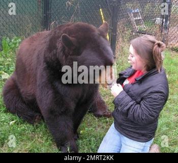 Hast du je von einem Löwen-Tiger und einem Bären gehört, die in perfekter Harmonie zusammenleben? Im Jahr 2001 wurden ein Baby-Schwarzbärchen, Baloo, ein Löwenjunges, Leo und ein Tigerjunges, Shere Khan nur zwei Monate alt, als sie in Noah's Ark Animal Rehabilitation Center in Locust Grove, Georgia, lebten. Die Tiere wurden während einer Drogenrazzia gerettet, sie wurden von den Drogenbaronen als Statussymbol gehalten und seitdem zusammen aufgezogen. „Wir hätten sie trennen können, aber da sie als eine Art Familie kamen, beschloss der Zoo, sie zusammenzuhalten“, sagte Diane Smith, Assistant Director der Noah's Ark zo Stockfoto