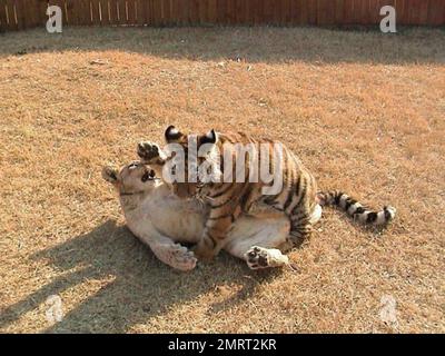 Hast du je von einem Löwen-Tiger und einem Bären gehört, die in perfekter Harmonie zusammenleben? Im Jahr 2001 wurden ein Baby-Schwarzbärchen, Baloo, ein Löwenjunges, Leo und ein Tigerjunges, Shere Khan nur zwei Monate alt, als sie in Noah's Ark Animal Rehabilitation Center in Locust Grove, Georgia, lebten. Die Tiere wurden während einer Drogenrazzia gerettet, sie wurden von den Drogenbaronen als Statussymbol gehalten und seitdem zusammen aufgezogen. „Wir hätten sie trennen können, aber da sie als eine Art Familie kamen, beschloss der Zoo, sie zusammenzuhalten“, sagte Diane Smith, Assistant Director der Noah's Ark zo Stockfoto