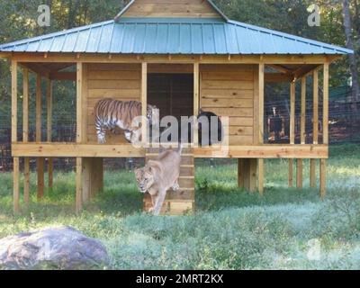 Hast du je von einem Löwen-Tiger und einem Bären gehört, die in perfekter Harmonie zusammenleben? Im Jahr 2001 wurden ein Baby-Schwarzbärchen, Baloo, ein Löwenjunges, Leo und ein Tigerjunges, Shere Khan nur zwei Monate alt, als sie in Noah's Ark Animal Rehabilitation Center in Locust Grove, Georgia, lebten. Die Tiere wurden während einer Drogenrazzia gerettet, sie wurden von den Drogenbaronen als Statussymbol gehalten und seitdem zusammen aufgezogen. „Wir hätten sie trennen können, aber da sie als eine Art Familie kamen, beschloss der Zoo, sie zusammenzuhalten“, sagte Diane Smith, Assistant Director der Noah's Ark zo Stockfoto