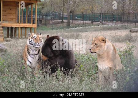 Hast du je von einem Löwen-Tiger und einem Bären gehört, die in perfekter Harmonie zusammenleben? Im Jahr 2001 wurden ein Baby-Schwarzbärchen, Baloo, ein Löwenjunges, Leo und ein Tigerjunges, Shere Khan nur zwei Monate alt, als sie in Noah's Ark Animal Rehabilitation Center in Locust Grove, Georgia, lebten. Die Tiere wurden während einer Drogenrazzia gerettet, sie wurden von den Drogenbaronen als Statussymbol gehalten und seitdem zusammen aufgezogen. „Wir hätten sie trennen können, aber da sie als eine Art Familie kamen, beschloss der Zoo, sie zusammenzuhalten“, sagte Diane Smith, Assistant Director der Noah's Ark zo Stockfoto