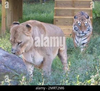 Hast du je von einem Löwen-Tiger und einem Bären gehört, die in perfekter Harmonie zusammenleben? Im Jahr 2001 wurden ein Baby-Schwarzbärchen, Baloo, ein Löwenjunges, Leo und ein Tigerjunges, Shere Khan nur zwei Monate alt, als sie in Noah's Ark Animal Rehabilitation Center in Locust Grove, Georgia, lebten. Die Tiere wurden während einer Drogenrazzia gerettet, sie wurden von den Drogenbaronen als Statussymbol gehalten und seitdem zusammen aufgezogen. „Wir hätten sie trennen können, aber da sie als eine Art Familie kamen, beschloss der Zoo, sie zusammenzuhalten“, sagte Diane Smith, Assistant Director der Noah's Ark zo Stockfoto