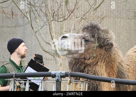 Die gesamte Tiergemeinschaft wird während der jährlichen London Zoo Stocktake gezählt. Der Zoo beherbergt 600 verschiedene Arten und Zehntausende von Kreaturen. Auf den Fotos sind Pinguine, Kamele, Fleischbäume, Affen, Frösche, Spinnen und Insekten. London, Großbritannien. 4. Januar 2012 Stockfoto