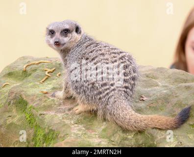 Die gesamte Tiergemeinschaft wird während der jährlichen London Zoo Stocktake gezählt. Der Zoo beherbergt 600 verschiedene Arten und Zehntausende von Kreaturen. Auf den Fotos sind Pinguine, Kamele, Fleischbäume, Affen, Frösche, Spinnen und Insekten. London, Großbritannien. 4. Januar 2012 Stockfoto