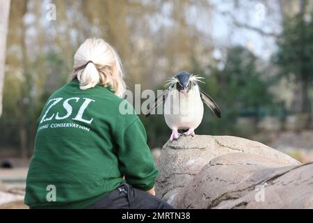 Die gesamte Tiergemeinschaft wird während der jährlichen London Zoo Stocktake gezählt. Der Zoo beherbergt 600 verschiedene Arten und Zehntausende von Kreaturen. Auf den Fotos sind Pinguine, Kamele, Fleischbäume, Affen, Frösche, Spinnen und Insekten. London, Großbritannien. 4. Januar 2012 Stockfoto