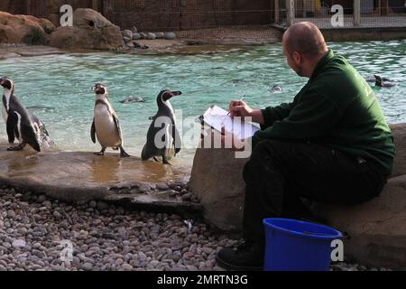 Die gesamte Tiergemeinschaft wird während der jährlichen London Zoo Stocktake gezählt. Der Zoo beherbergt 600 verschiedene Arten und Zehntausende von Kreaturen. Auf den Fotos sind Pinguine, Kamele, Fleischbäume, Affen, Frösche, Spinnen und Insekten. London, Großbritannien. 4. Januar 2012 Stockfoto