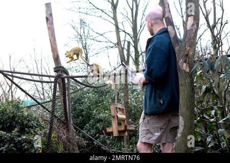 Die gesamte Tiergemeinschaft wird während der jährlichen London Zoo Stocktake gezählt. Der Zoo beherbergt 600 verschiedene Arten und Zehntausende von Kreaturen. Auf den Fotos sind Pinguine, Kamele, Fleischbäume, Affen, Frösche, Spinnen und Insekten. London, Großbritannien. 4. Januar 2012 Stockfoto