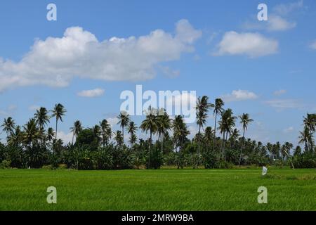 Grüner Reis auf Reisfeldern im ländlichen Indonesien. Grüner oder natürlicher Hintergrund. Stockfoto