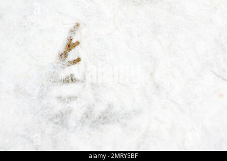 Handgefertigtes japanisches Papier - getrocknete Pflanze mit weißen Stoffen bedeckt - Kopierbereich rechts für Text Stockfoto