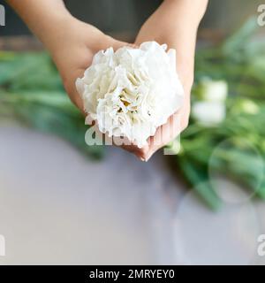Blumige Schönheit. Nahaufnahme einer Frauenhände mit einem wunderschönen weißen Ifower. Stockfoto