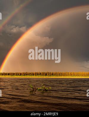 Doppelter Regenbogen in den Wolken während des Tages mit Regentropfen und Taigawald unter Sonnenlicht. Vertikaler Rahmen. Stockfoto