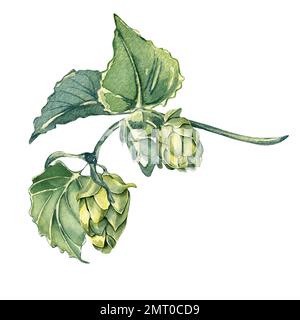 Hops auf einem Brunch Aquarell Illustration isoliert auf weißem Hintergrund. Hopfenzapfen mit Blättern, von Hand gemalt. Designelement für die Werbung für Bier fes Stockfoto