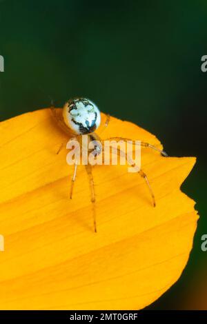 Bild der Mangora acalypha Spinne (Araneidae) auf einer gelben Blume auf Naturhintergrund. (Cricket-Fledermäuse) Insekten. Ein Tier. Stockfoto