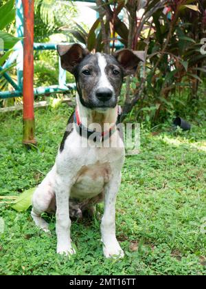 Ein Hund starrt in die Kamera. Stockfoto