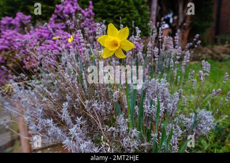 Eine gelbe Narzissen wächst zwischen den blühenden Frühlingsblumen. Stockfoto