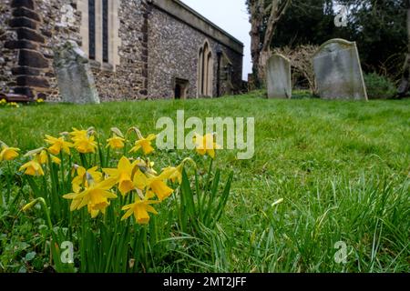 Nahaufnahme von Narzissen im Gras in einem Friedhof mit Gräbern und ein Teil des Kirchengebäudes im Hintergrund. Stockfoto