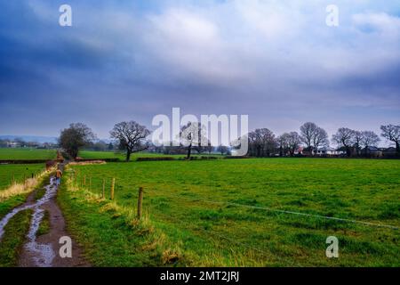 Auf der Pinner Park Farm, Site of Nature Conservation Important Harrow, NW London, wandert ein Mann auf einem schlammigen Pfad in der Mitte der Felder. Stockfoto
