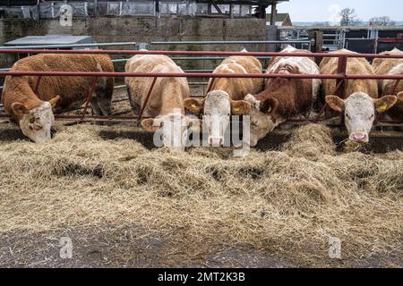 Hereford-Rinder, die Heu durch den Zaun fressen, auf der Pinner Park Farm, Site of Nature Conservation Important Harrow, NW London. Stockfoto