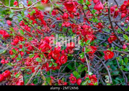 Details des Stauchs der roten Blüten der Quince mit leuchtenden korallenroten Blüten. Stockfoto