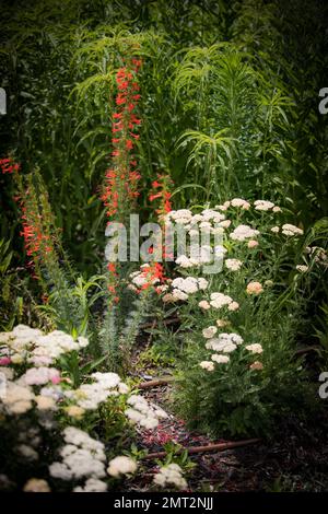 Eine vertikale Aufnahme farbenfroher Wildblumen, die im Garten wachsen Stockfoto