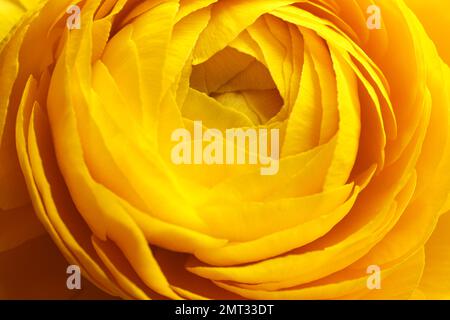 Nahaufnahme der wunderschönen blühenden Ranunculus-Blume als Hintergrund. Einrichtung mit Blumenmuster Stockfoto