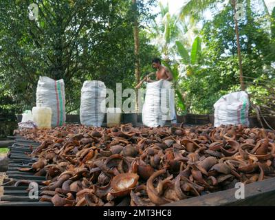 Zoomender Blick auf getrocknete Kokosnüsse oder Kopra in der traditionellen Koprafabrik in North Maluku, Indonesien. Stockfoto