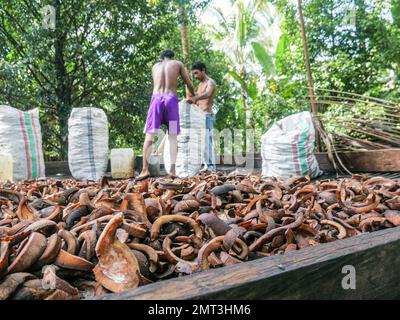 Zoomender Blick auf getrocknete Kokosnüsse oder Kopra in der traditionellen Koprafabrik in North Maluku, Indonesien. Stockfoto