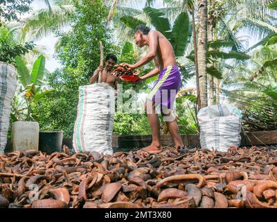 Die Arbeiter sammeln getrocknete Kokosnüsse oder Kopra in der traditionellen Koprafabrik in North Maluku, Indonesien. Stockfoto