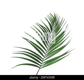 Wunderschöne üppige tropische Blätter, isoliert auf Weiß Stockfoto