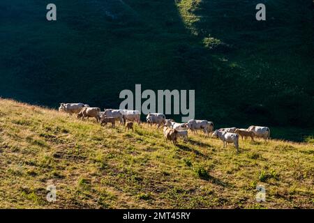 Eine Herde Kühe und Kälber weidet auf einer Weide in der Nähe des Passes Col du Glandon. Stockfoto