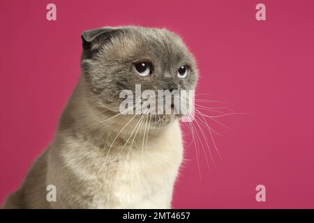 Süße schottische Faltkatze auf dunkelrosa Hintergrund, Nahaufnahme. Flauschiges Haustier Stockfoto