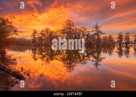 USA, tiefer Süden, Louisiana, Lafayette, Lake Martin, Stockfoto