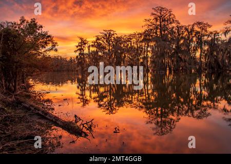 USA, tiefer Süden, Louisiana, Lafayette, Lake Martin, Stockfoto