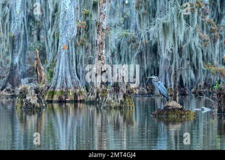 USA, tiefer Süden, Louisiana, Lafayette, Lake Martin, Stockfoto