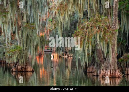 USA, tiefer Süden, Louisiana, Lafayette, Lake Martin, Zypressenbaum mit spanischem Moos Stockfoto