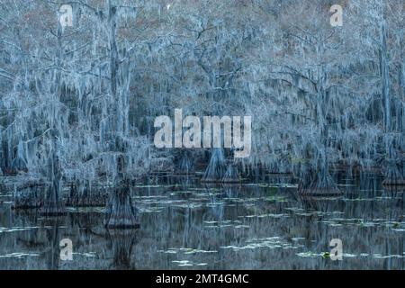 USA, Utah, Texas, unsicher, Caddo Lake, Stockfoto