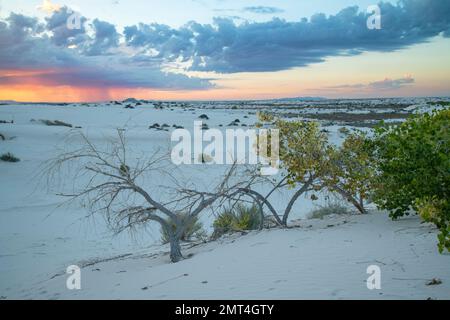 USA, Südwesten, New Mexico, Alamogordo, White Sands Nationalpark Stockfoto