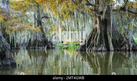 USA, Louisiana, Atchafalaya Basin, Lake Fausse Pointe State Park Stockfoto