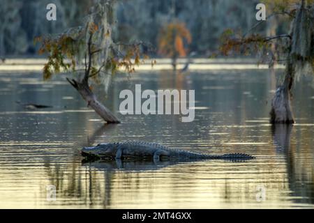 USA, tiefer Süden, Louisiana, Lafayette, Lake Martin, Stockfoto