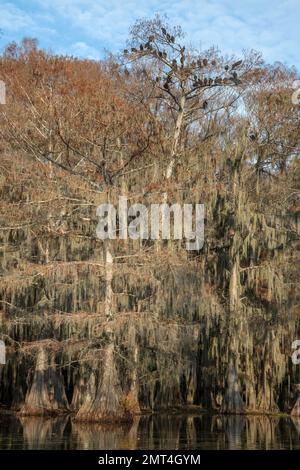 USA, Texas, Jefferson, Caddo Lake, Big Cypress Bayou, Geier auf Zypressenbaum am Benton Lake Stockfoto