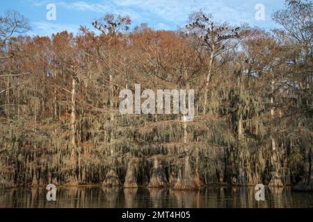 USA, Texas, Jefferson, Caddo Lake, Big Cypress Bayou, Geier auf Zypressenbaum am Benton Lake Stockfoto