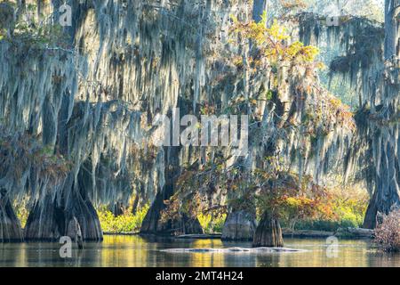 USA, tiefer Süden, Louisiana, Atchafalaya Basin, Lafayette, Lake Martin, Stockfoto