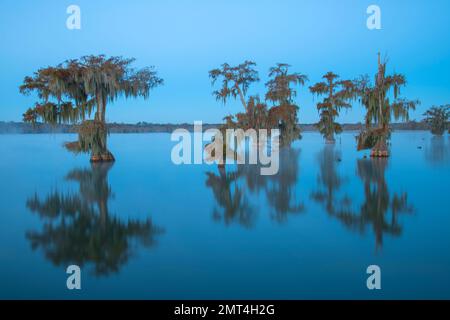 USA, tiefer Süden, Louisiana, Lafayette, Lake Martin, Stockfoto