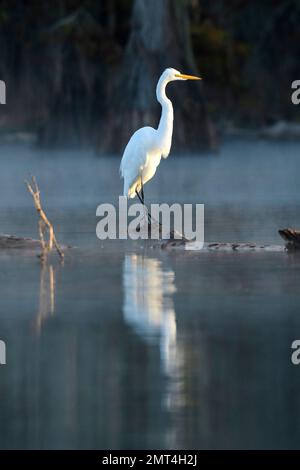 USA, Louisiana, Atchafalaya Basin, Lake Martin, Great Egret Stockfoto